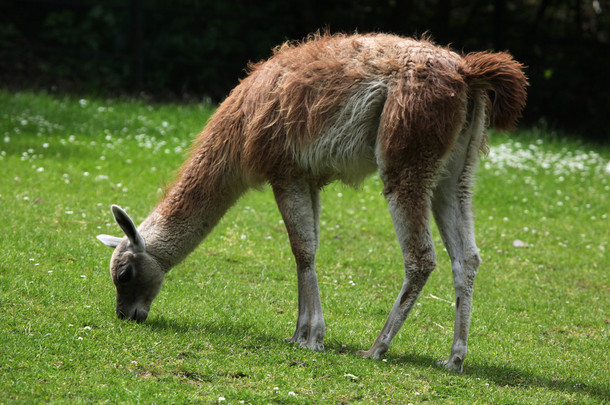 南美野生羊驼 (lama guanicoe)