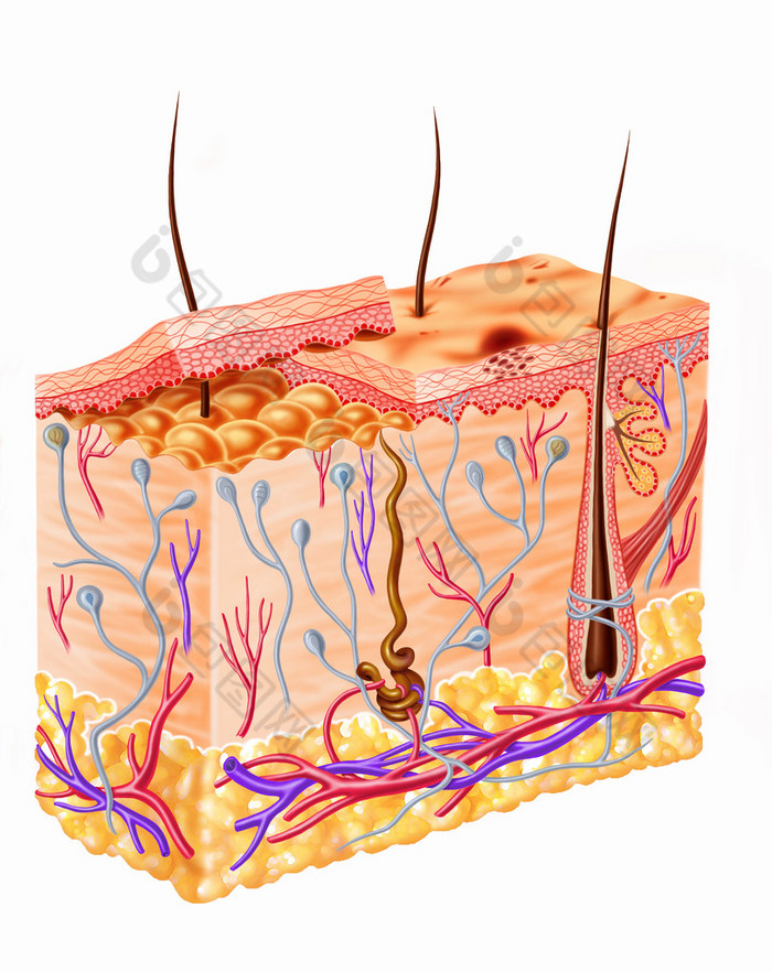 人类的皮肤节图