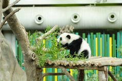 吃绿竹叶的大熊猫