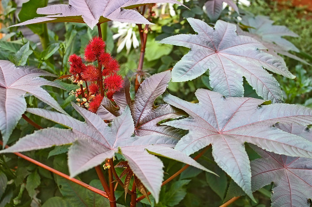 蓖麻植物开花