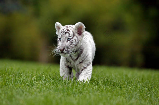 Tigre Blanc Panthera tigris