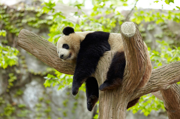 睡着的大熊猫宝宝