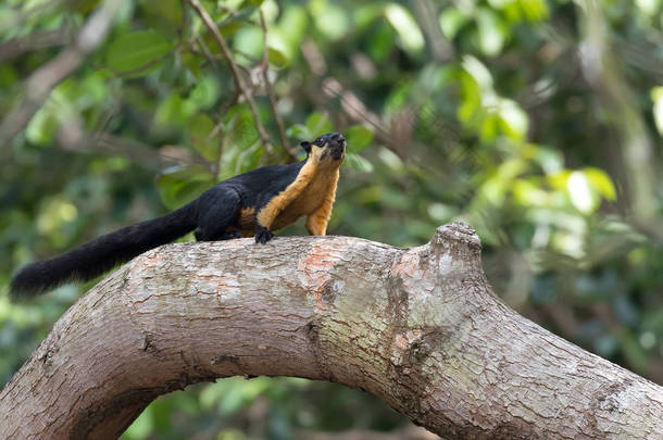 树枝上的巨型黑松鼠