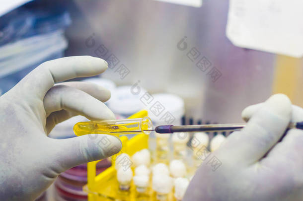 细菌接种在试管琼脂黄色培养基上使用由科学家接种循环在实验室油烟机内的烟雾罩