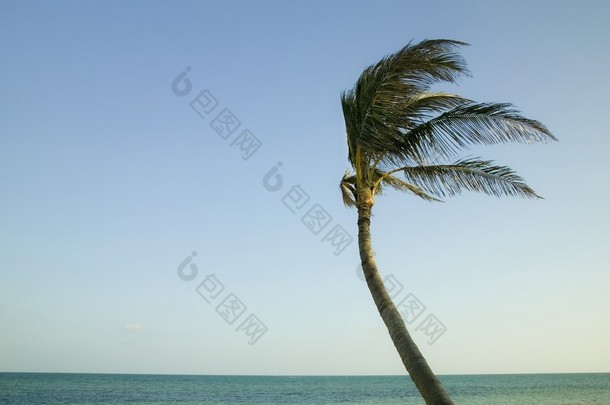 Palme im Wind in den Florida keys