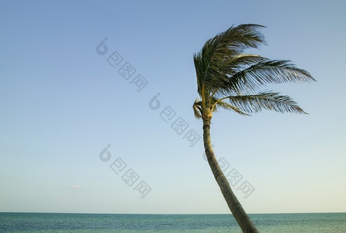 Palme im Wind in den Florida keys