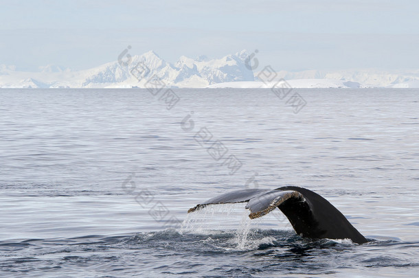 驼背鲸尾鳍与白雪皑皑的山脉，在背景下，南极半岛
