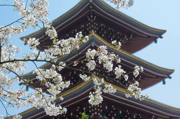 武汉樱花花园春天的风景