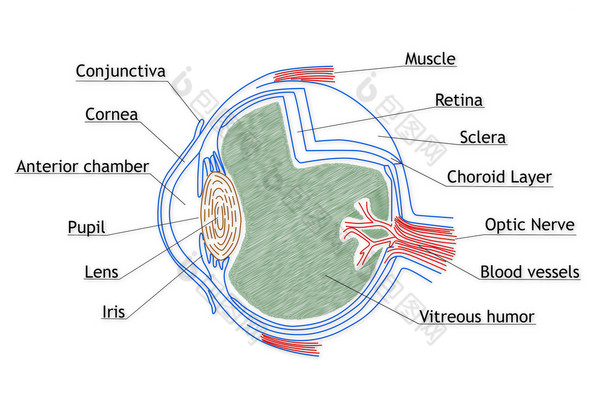 人的眼睛结构