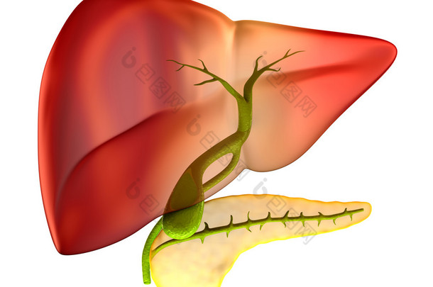 胆囊截面真实人体解剖学-上白色孤立