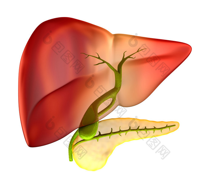胆囊截面真实人体解剖学-上白色孤立