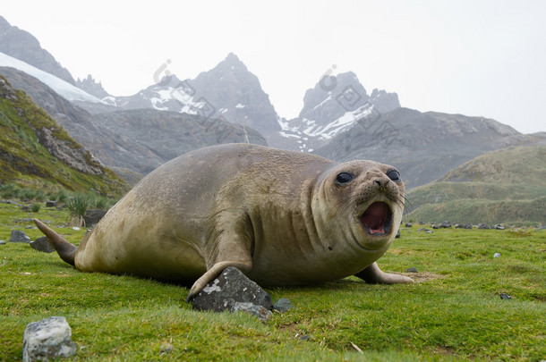 Young elephant seal lying in the grass