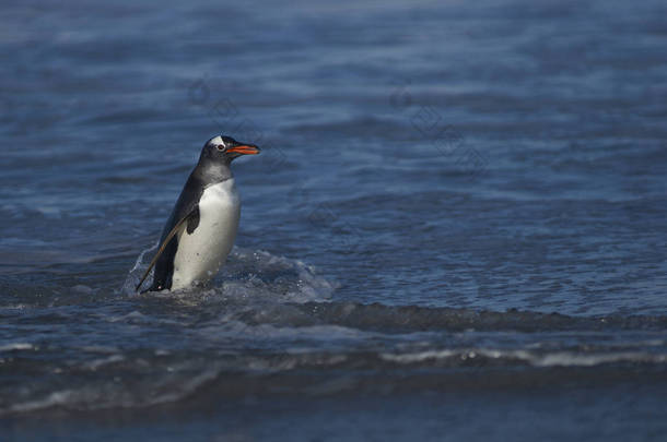 巴布亚企鹅 （Pygoscelis 巴布亚） 在福克兰群岛<strong>海狮</strong>岛海上喂完奶后上岸.