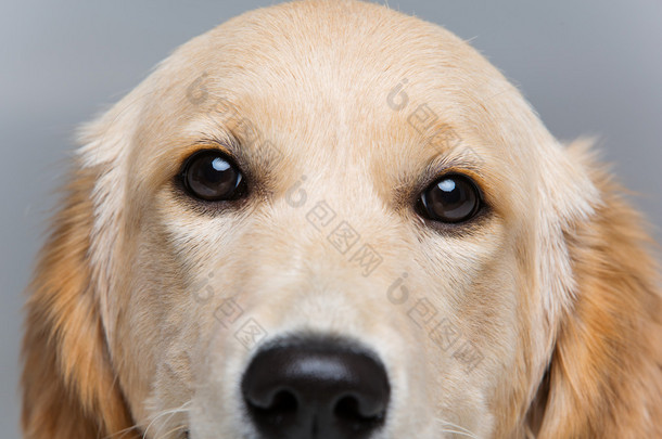 年轻美丽的金色猎犬狗