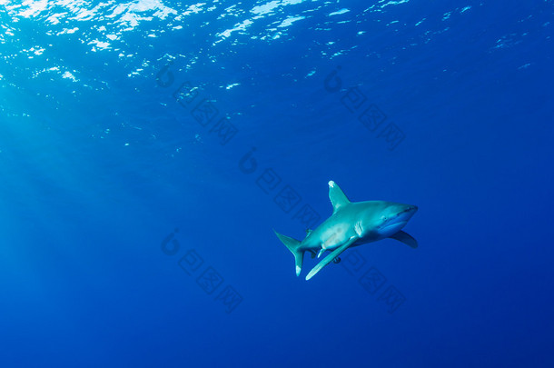 白鳍鲨，<strong>红海埃及</strong>