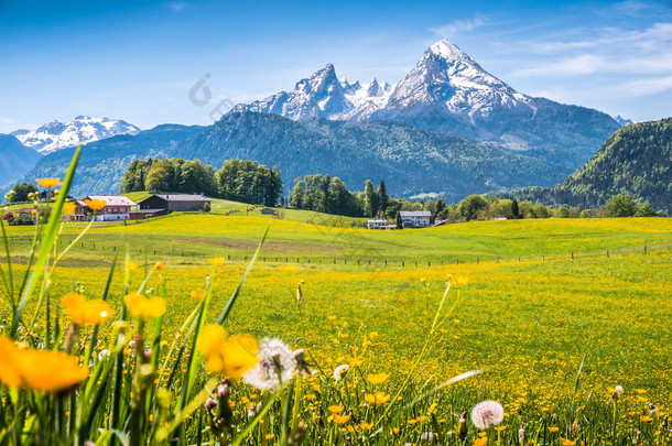 田园<strong>高山</strong>景观与绿油油的草地，农舍和白雪皑皑的山顶