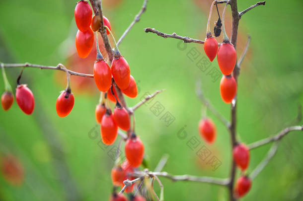 枸杞 berrytwig 满新鲜枸杞