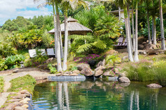 棕榈树在热带花园在新西兰凯里凯里.                               
