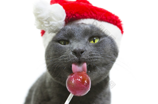猫舔着棒棒糖的圣诞老人。有趣的灰猫圣诞老人-可爱基督