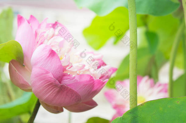 自然莲花<strong>在</strong>圣洁天, 莲花或 waterlilly 