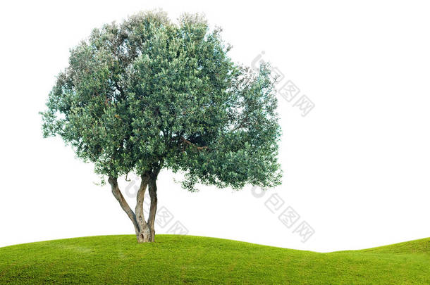 橄榄树在白色背景上孤立