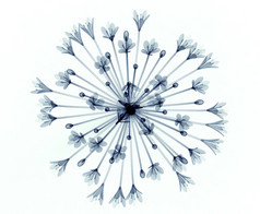 一朵花，白色，钟百子一个孤立的 x 射线图像