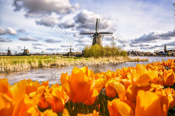 传统的荷兰风车与郁金香在桑斯安斯 Schans，荷兰阿姆斯特丹地区