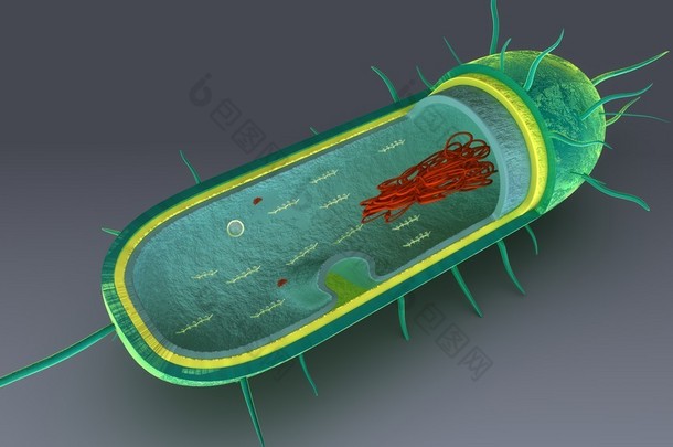 内部零件的细菌