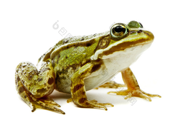林蛙芋。在白色背景上的绿色 (欧洲或水) 青蛙