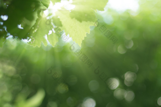 绿色的植物与射线日出模糊森林<strong>背景</strong>