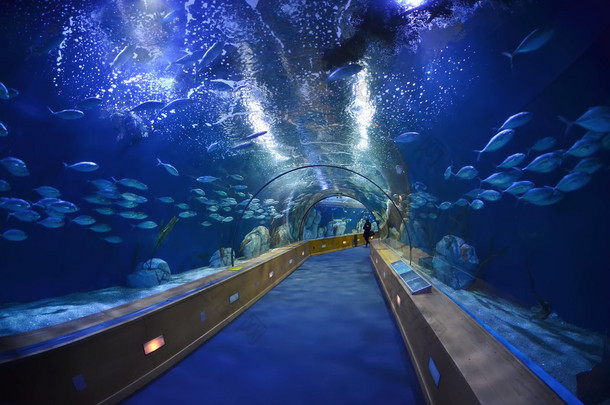 在 Valencia，西班牙索菲娅水族馆的玻璃隧道
