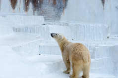 北极熊在天王寺动物园，大阪 (州)、 日本旅游