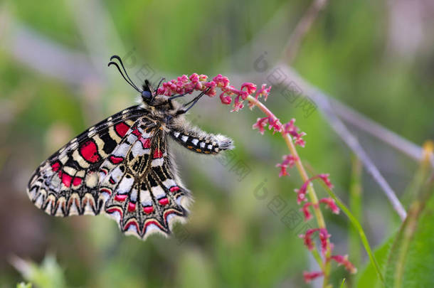 Zerynthia rumina Butterfly 