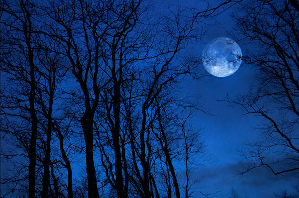满月后面<strong>的</strong>桤木树。暮光拍摄.