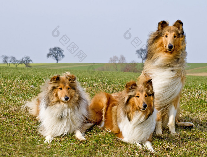 牧羊犬图片-包图网企业站