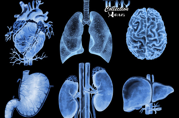 水彩的 x-射线的器官