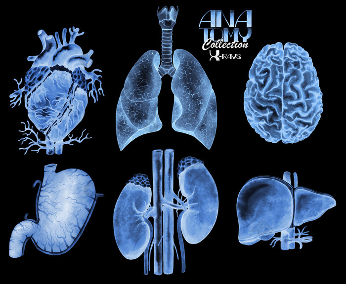 水彩的 x-射线的器官