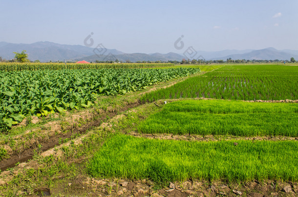 烟草植物、 稻田、 玉米