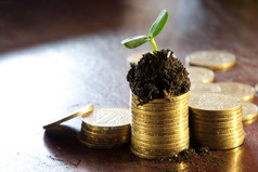 泥土中的金币和幼小的植物。货币增长概念.