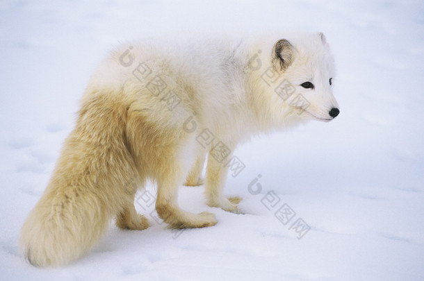北极狐在雪地里
