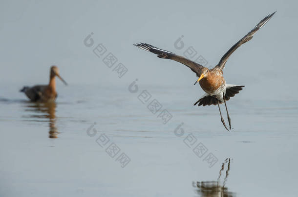 黑尾 godwits