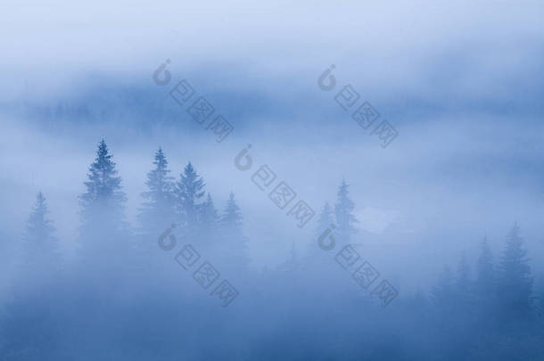 松树林的雾