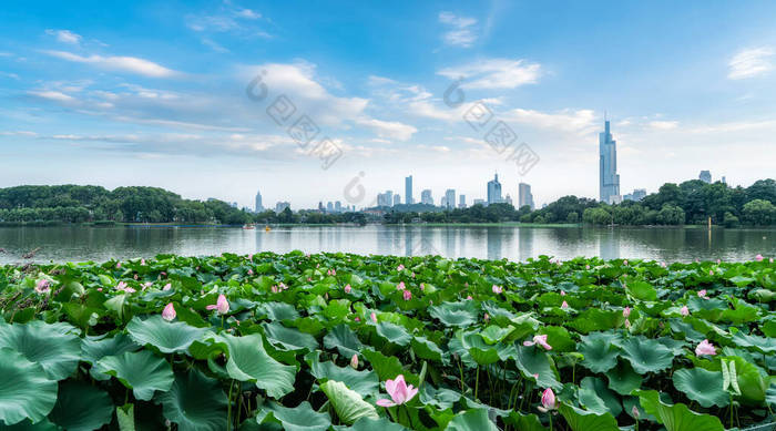 南京玄武湖与城市建筑的天际线