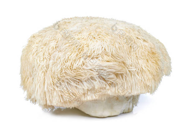 在白色<strong>背景</strong>下分离的狮子毛<strong>蘑菇</strong>