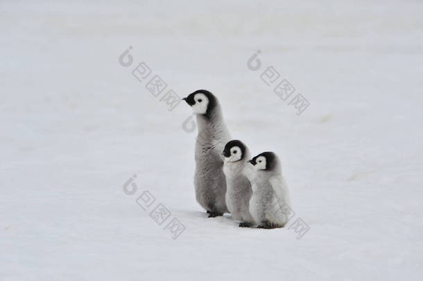 在南极的帝企鹅宝宝