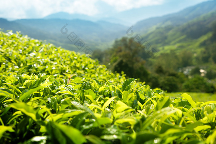 （浅景深） 茶园金马仑、 马来西亚 茶山