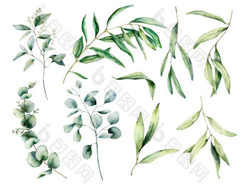 水彩设置与橄榄和紫杉枝，叶子。手工绘制的花卉插图，隔离在白色背景上，用于设计、打印、织物或背景.图片