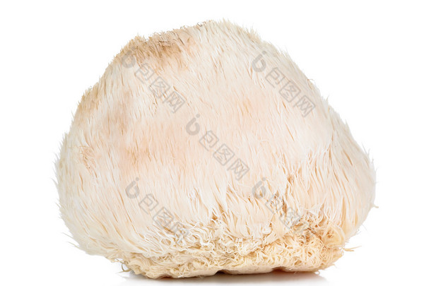在白色背景下分离的狮子毛蘑菇