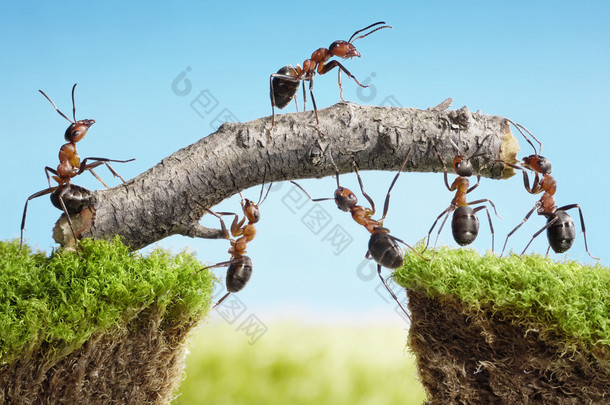 蚂蚁构建桥梁，团队合作团队