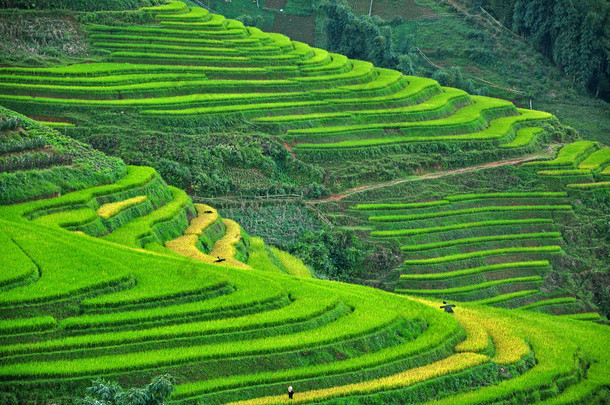 在沙巴，越南水稻梯田